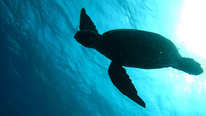 Eine Schildkröte im Wasser. Margit-Völtz © pixelio